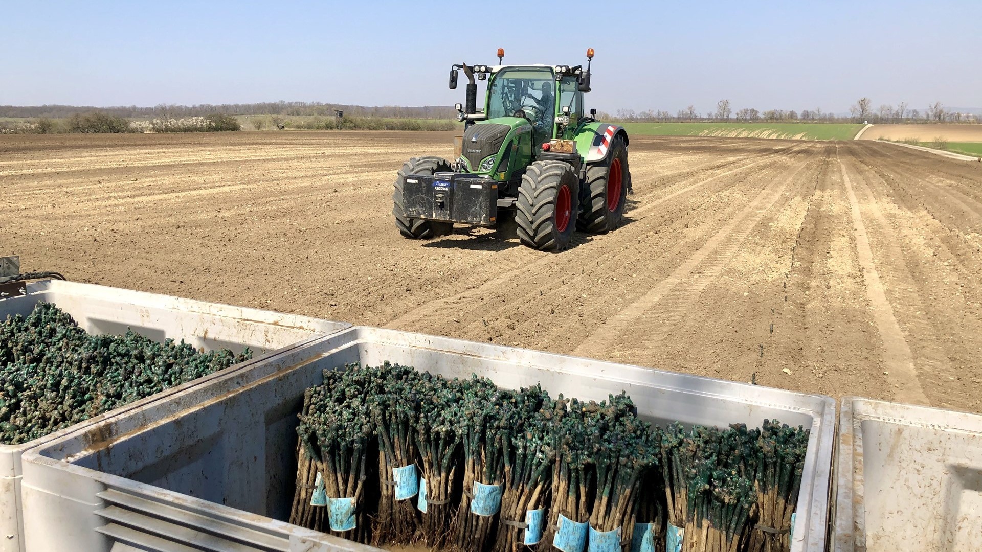 The planting of PIWI vineyards has started in Moravia