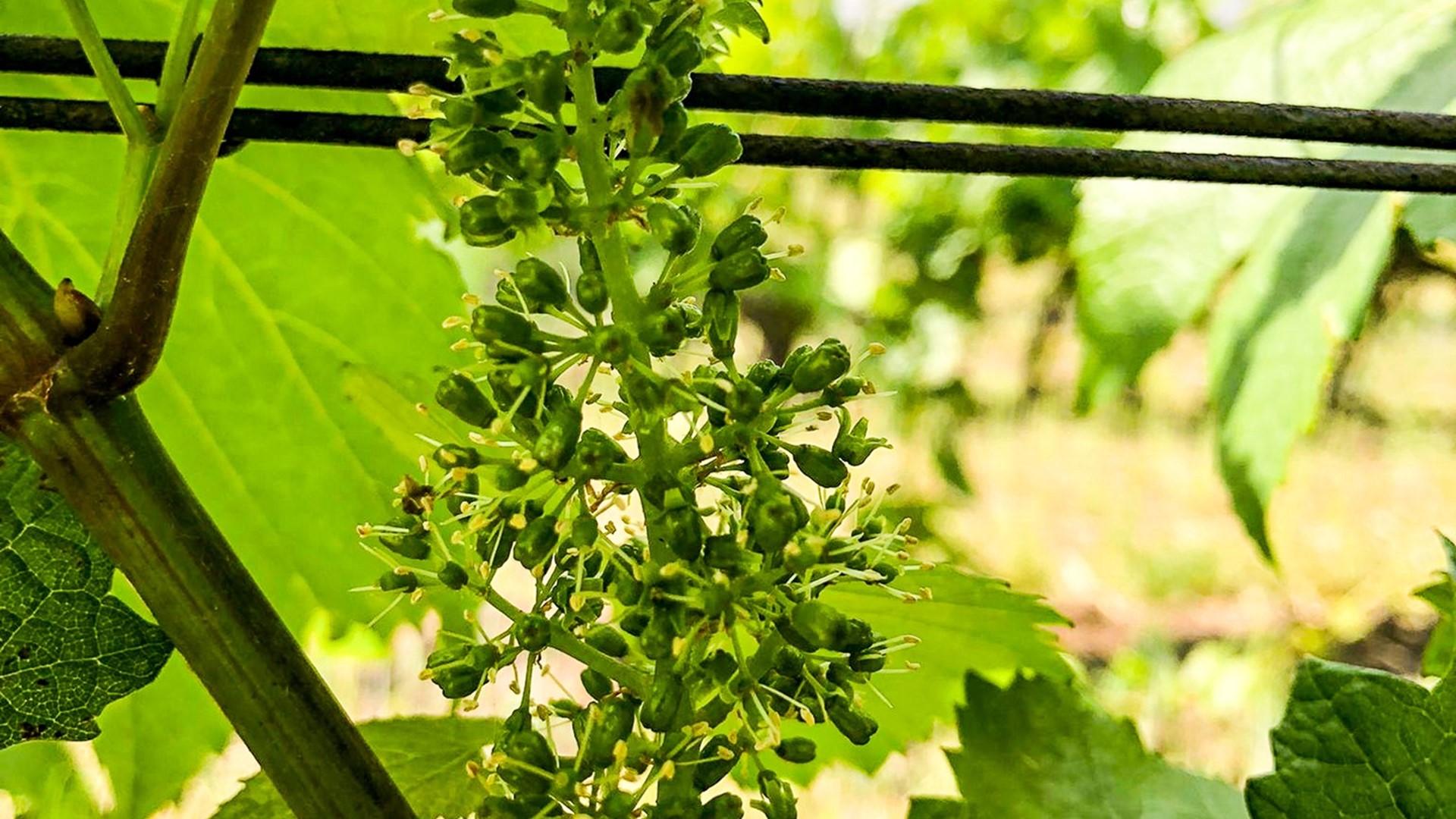 Réva vinná vykvetla letos dřív, sklizeň by mohla začít už v srpnu