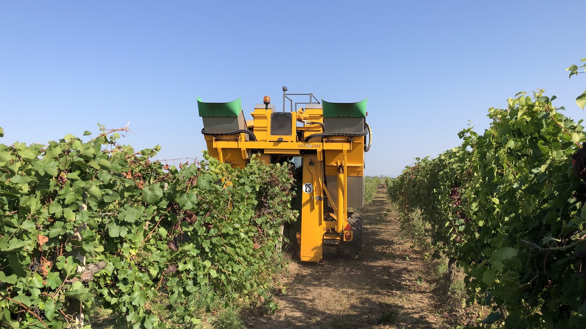 Na jižní Moravě začíná vinobraní