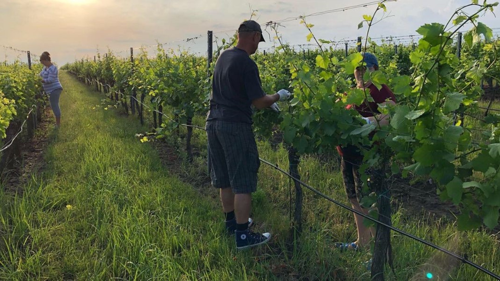 Nejranější sklizeň hroznů skončila, kvalita se jeví dobře