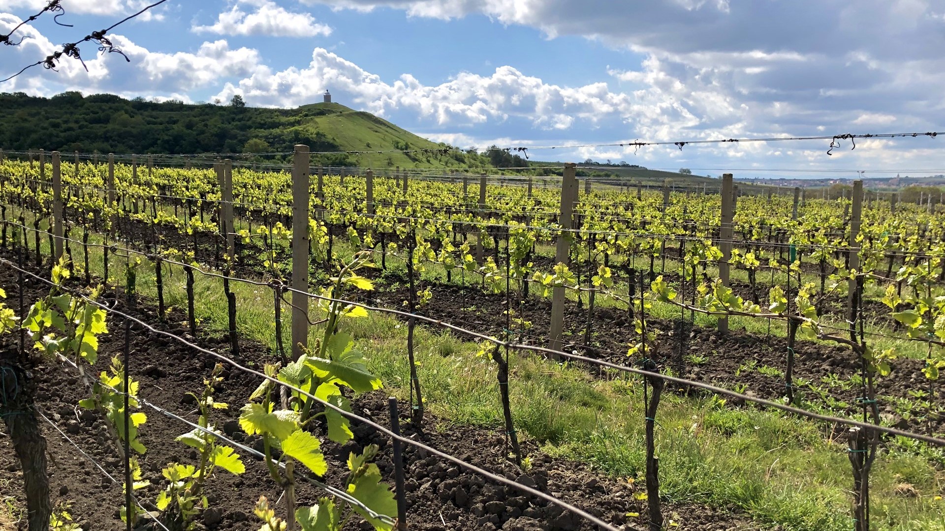 Chladný květen zpomalil révu. Vinaři varují před pokračujícím suchem a krupobitím
