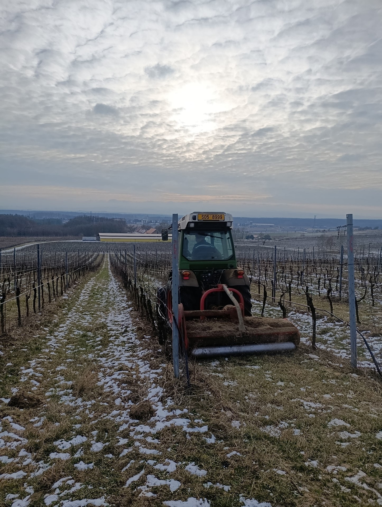 Pozvolný nástup mrazů je pro révu přínosem, extrémní teploty mohou ohrozit citlivé vinice