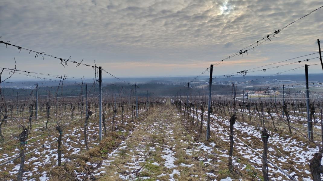 A Gradual Onset of Frost Benefits Grapevines, but Extreme Temperatures Could Threaten Sensitive Vineyards