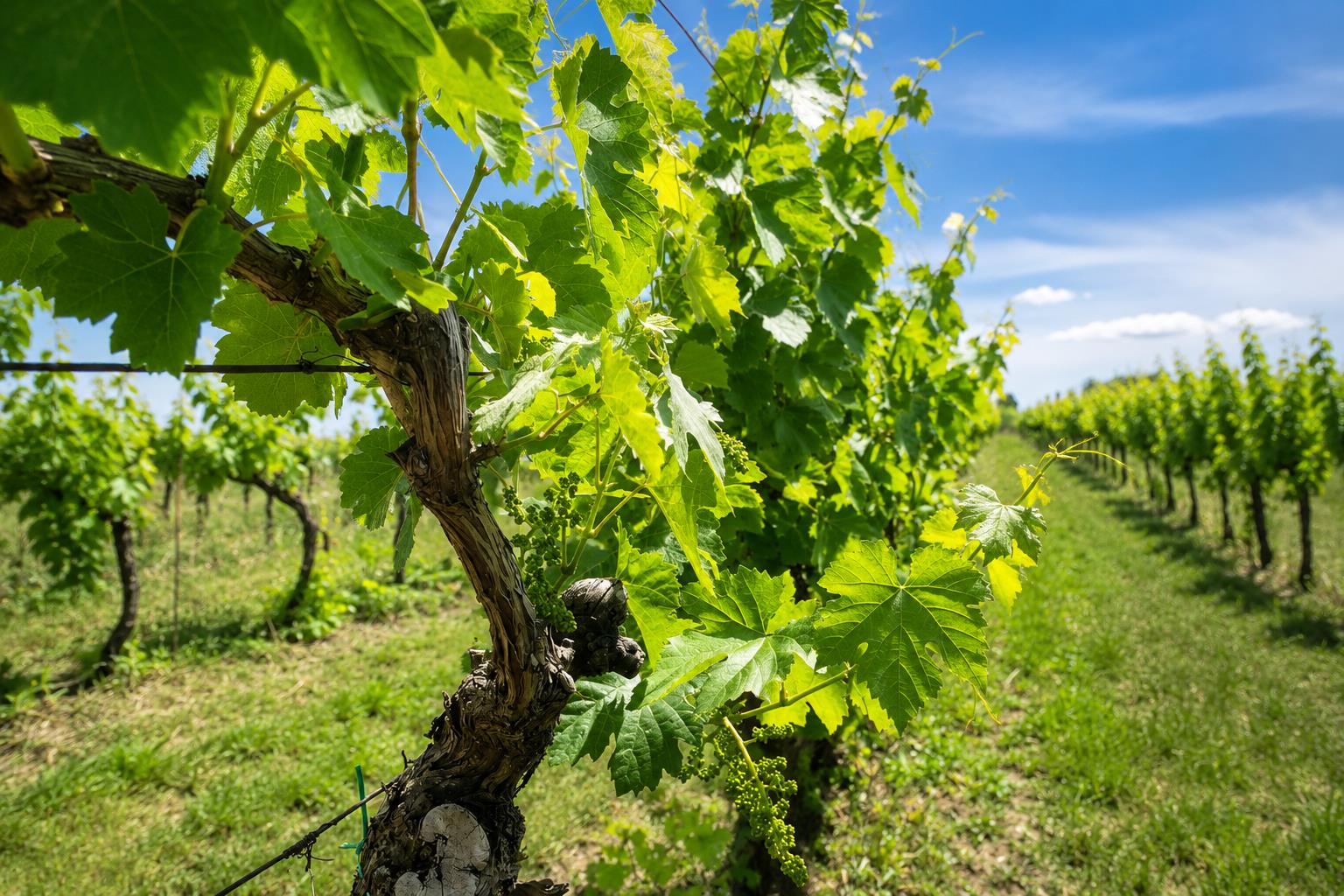 BOHEMIA SEKT Expands PIWI Vineyards: 7.2 Hectares of Calardis Blanc Planted in Milovice, South Moravia