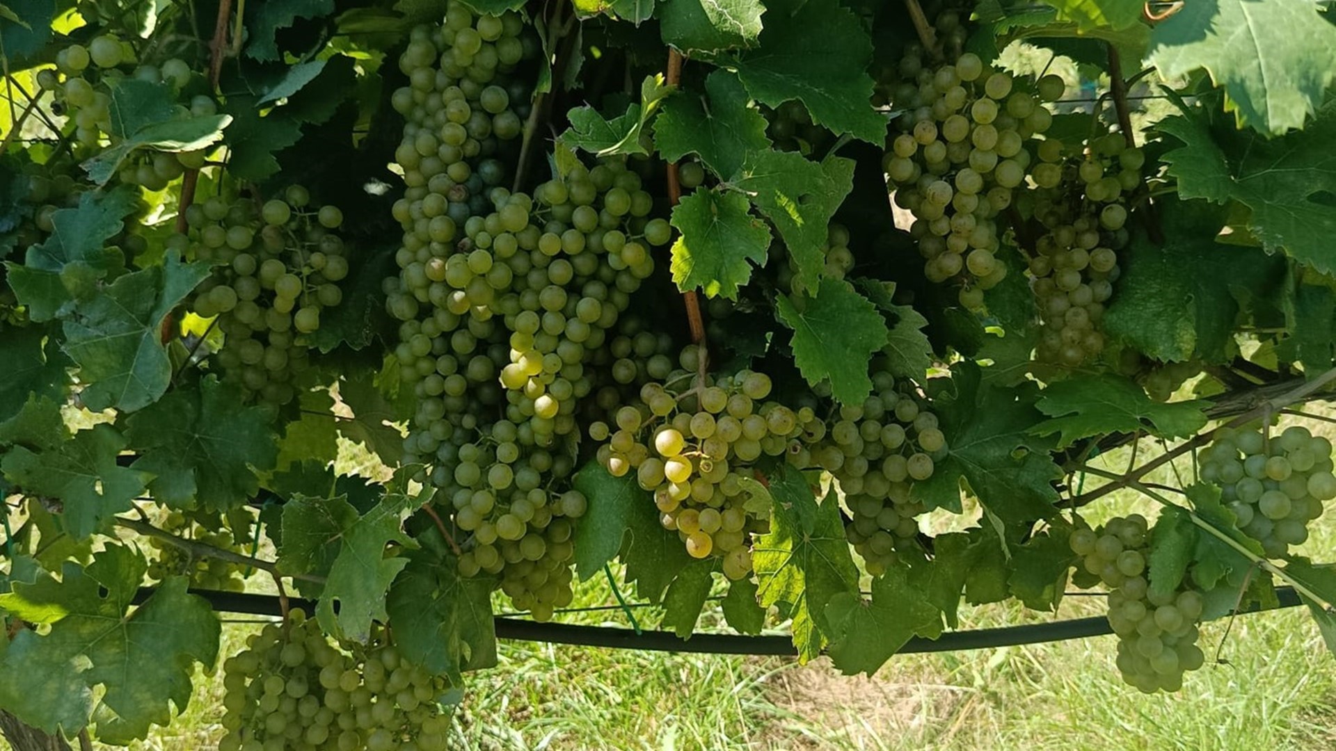 BOHEMIA SEKT Simulates the Conditions of Italy's Valdobbiadene Region in Its Vineyards