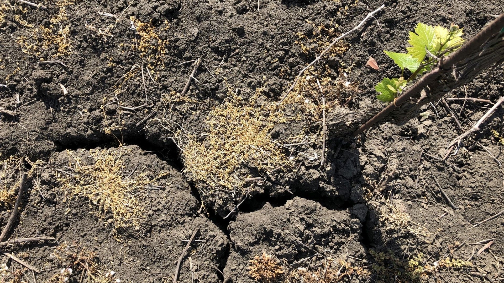 Extreme Heat and Drought Threaten Vineyards: Vines on the Brink of Wilting, and Flash Rains Offer No Relief