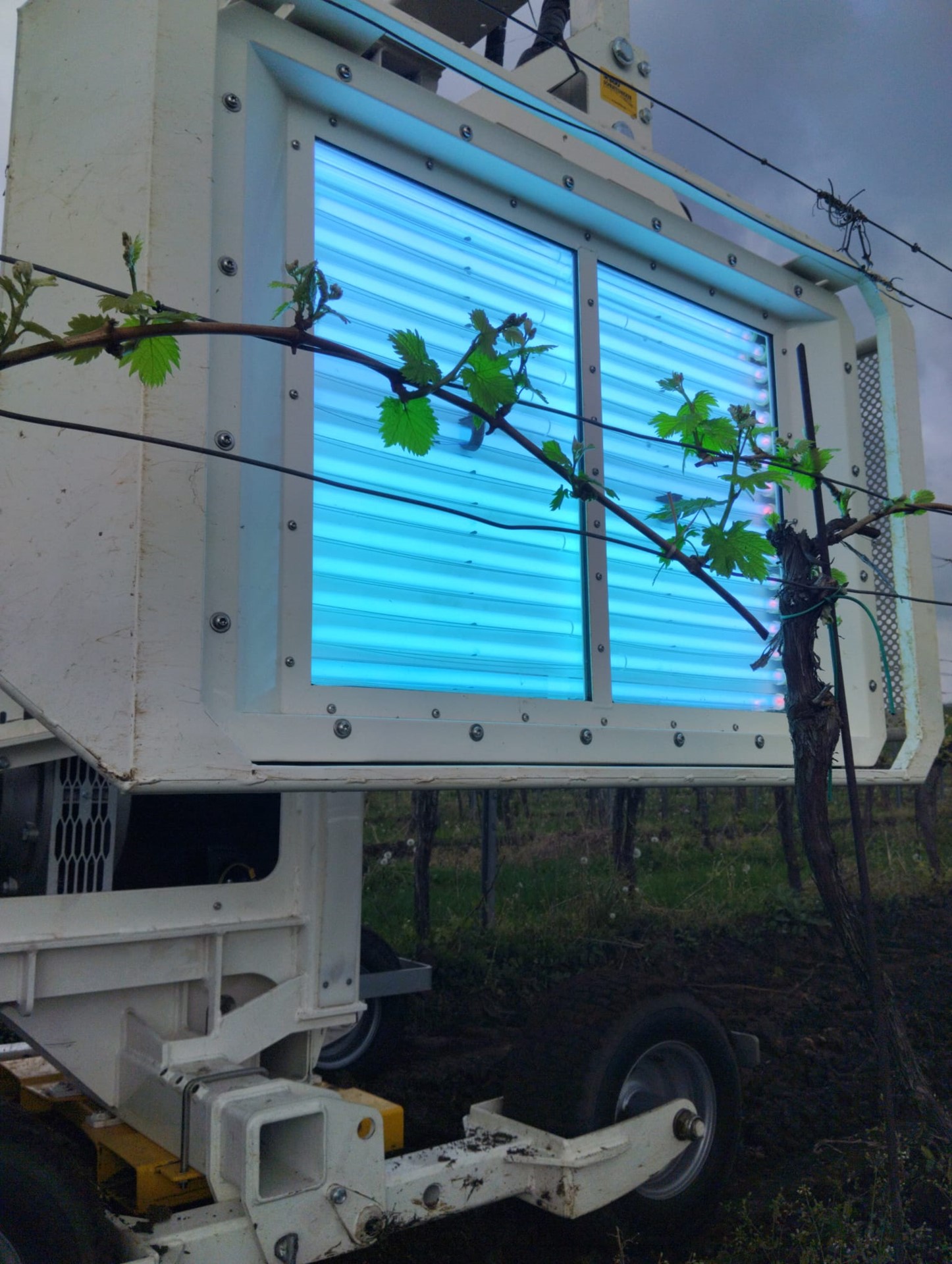 A Unique Test to Protect Vines from Incoming Frost 