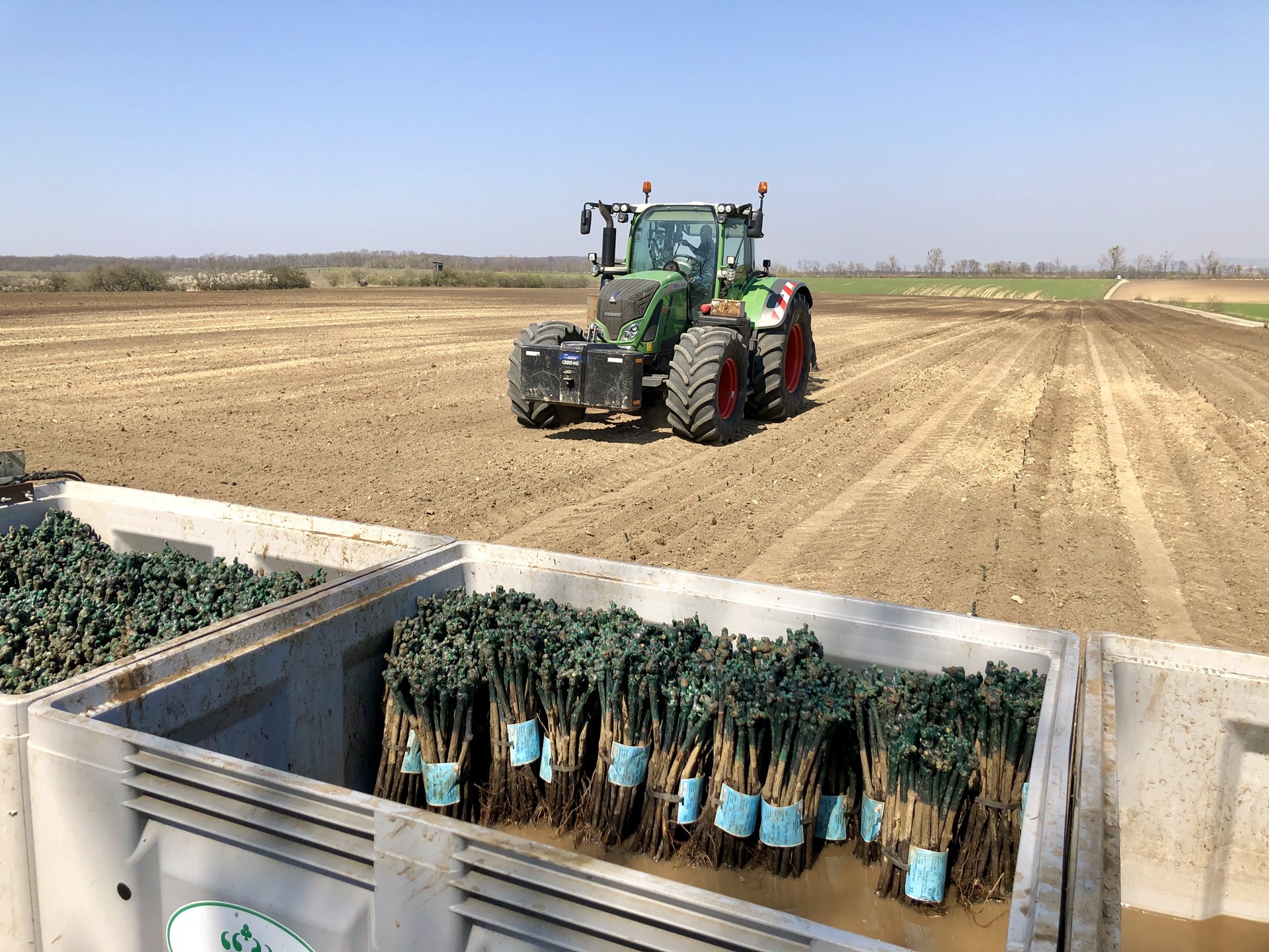 We Are Experimenting with Collective Plant Immunity