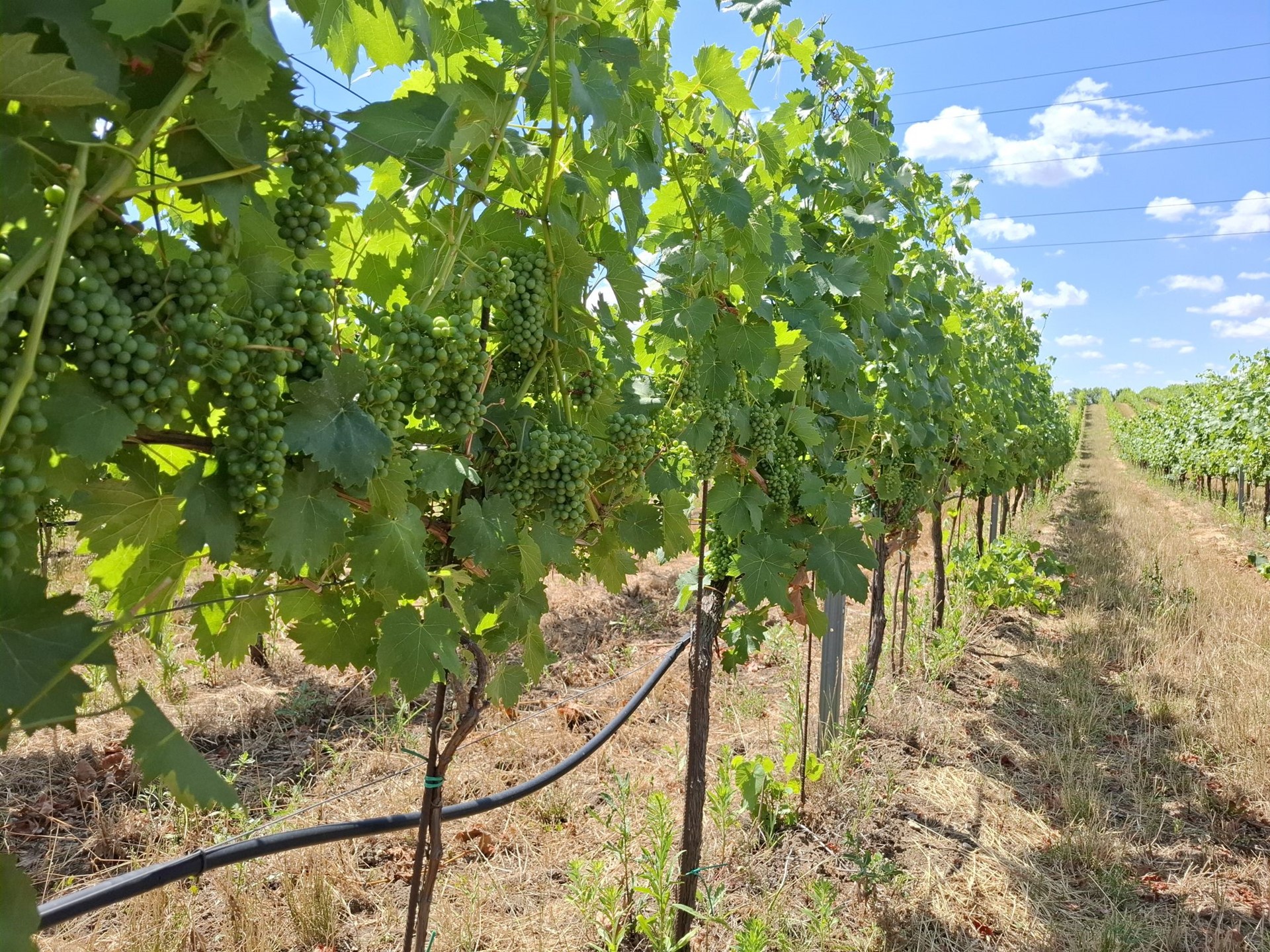 Červenec na vinicích přinesl extrémy, které vinaři nepamatují  